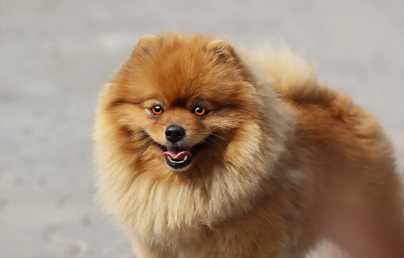 Photo wallpaper language, look, background, each, dog, Spitz