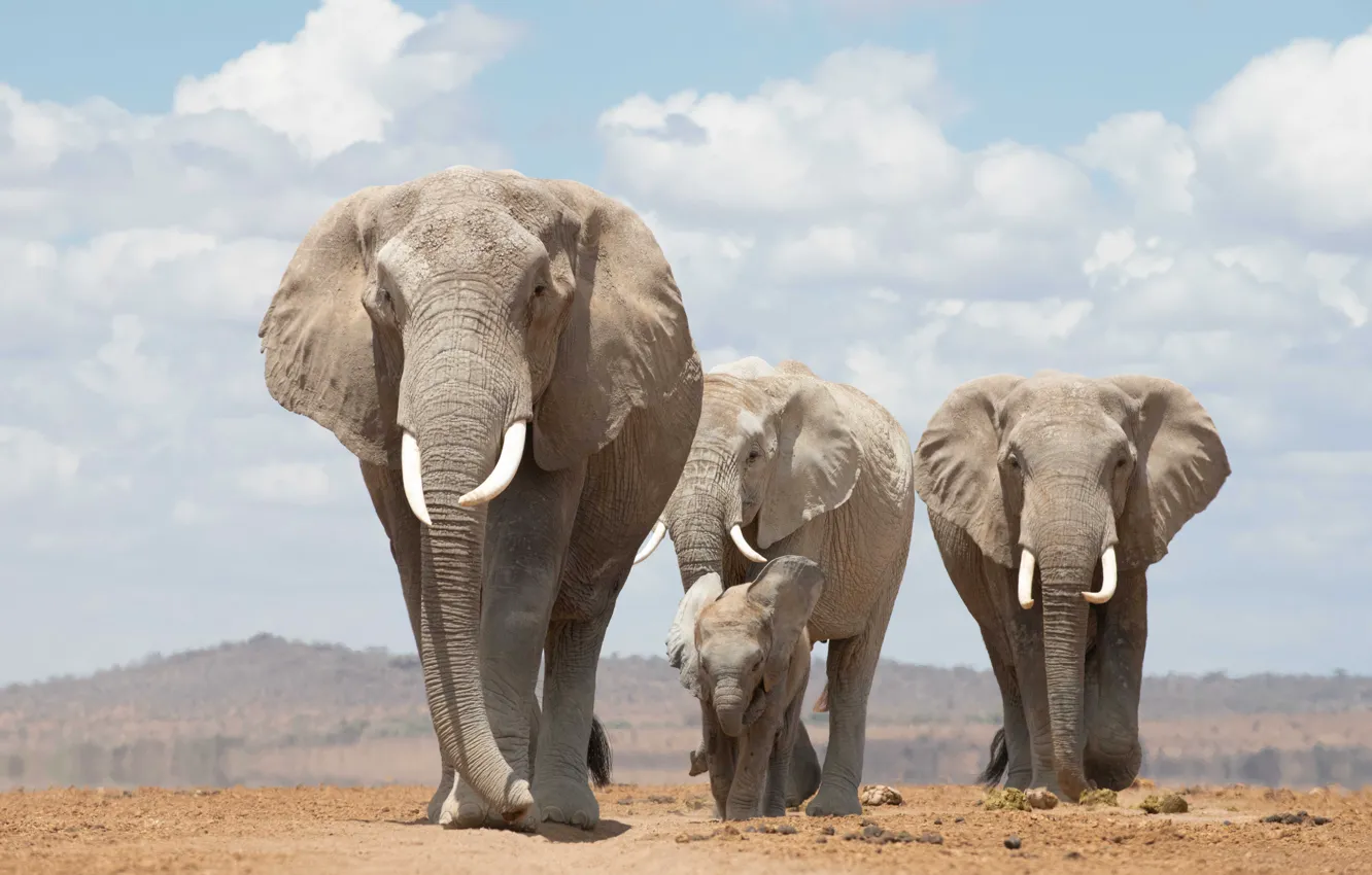 Photo wallpaper elephant, walk, family