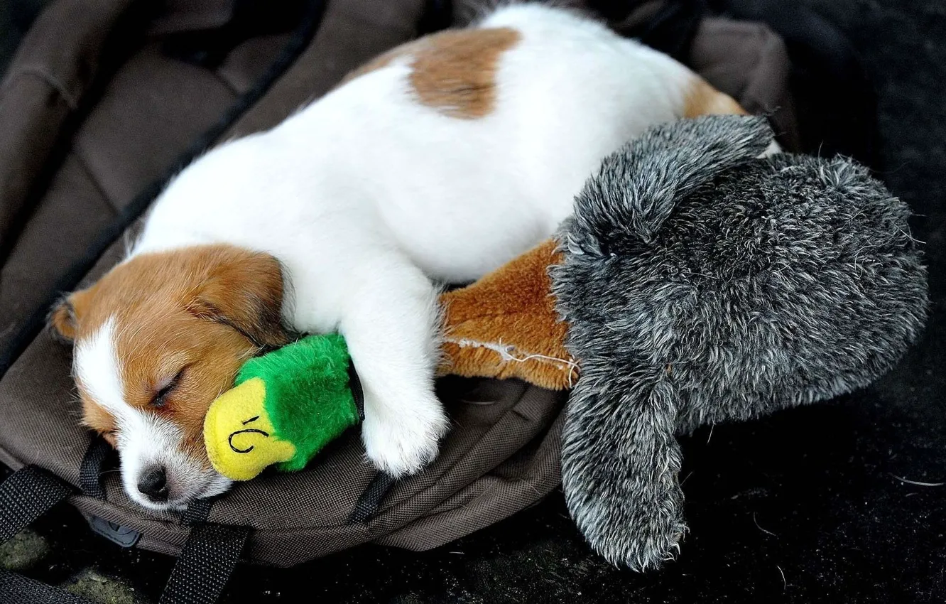 Photo wallpaper toy, dog, sleeping, puppy, duck