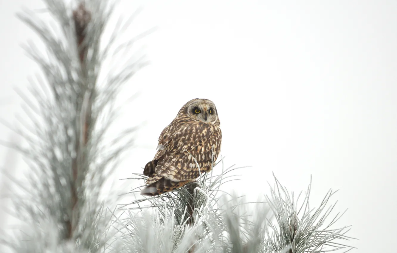 Photo wallpaper winter, frost, snow, trees, owl, spruce, needles