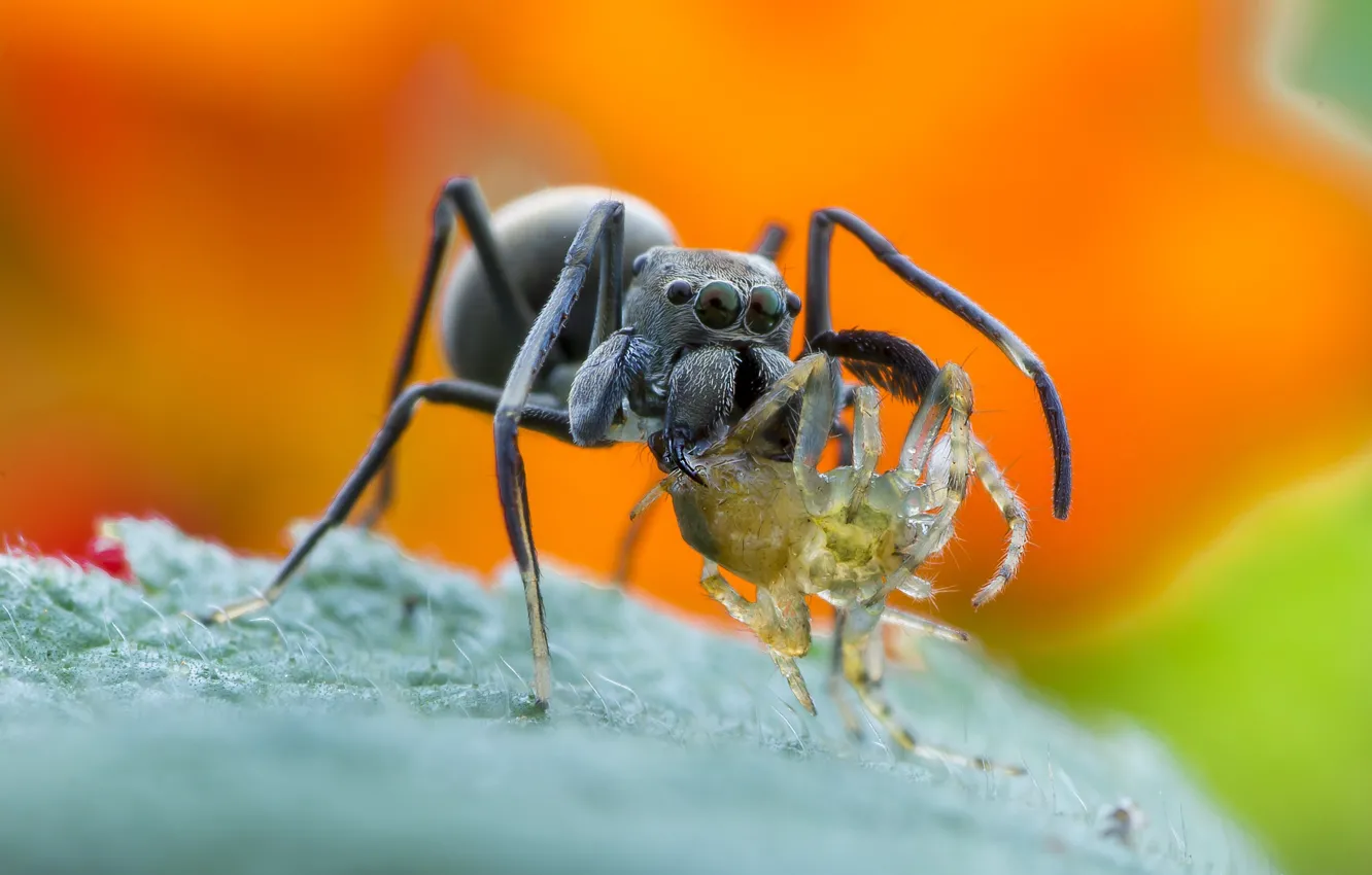 Photo wallpaper spider, wallpaper, legs, eyes, food, macro, orange, animal