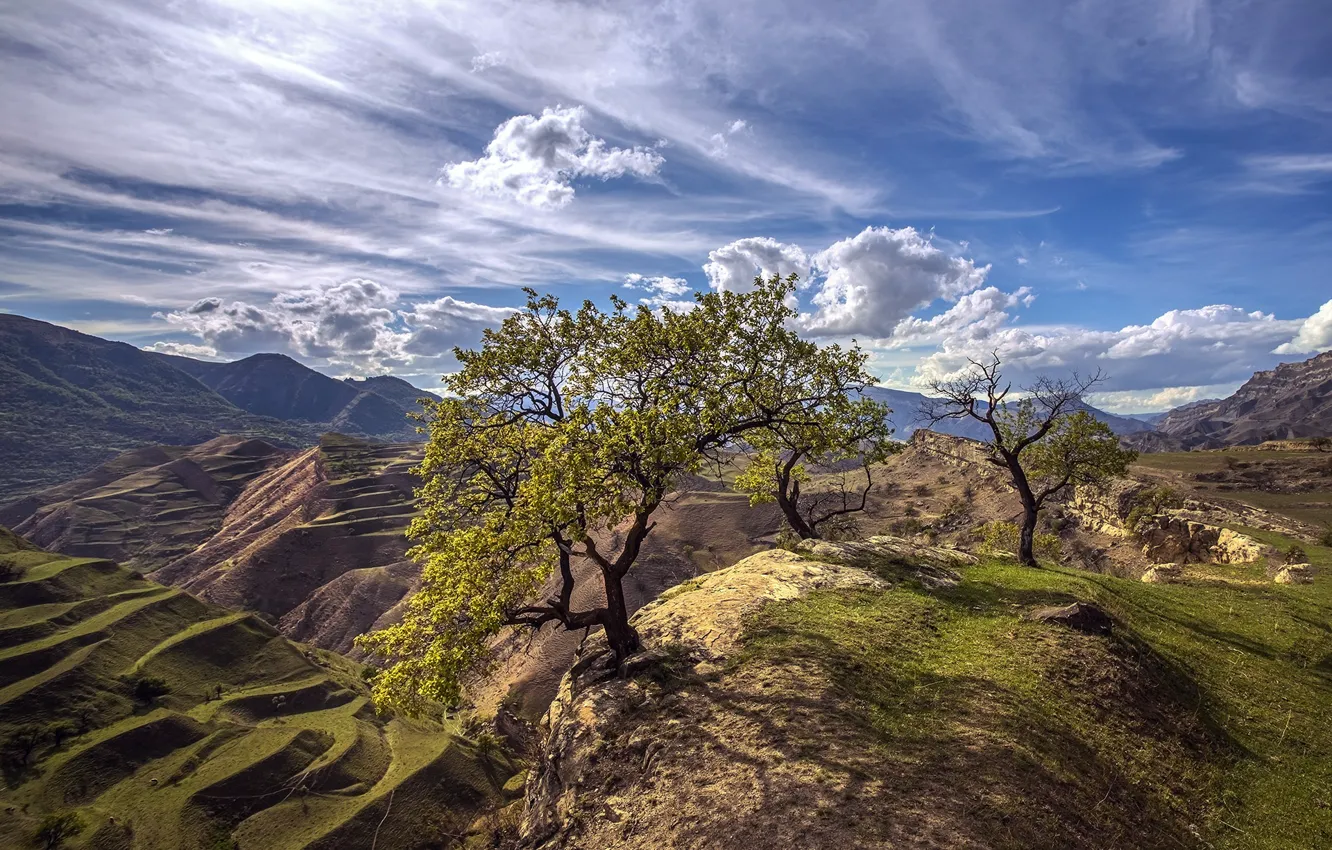 Photo wallpaper trees, landscape, mountains, nature, terrace, Dagestan
