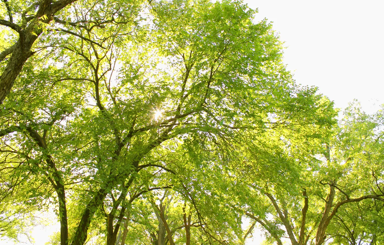 Photo wallpaper greens, trees, nature, foliage, The Natural Beauty