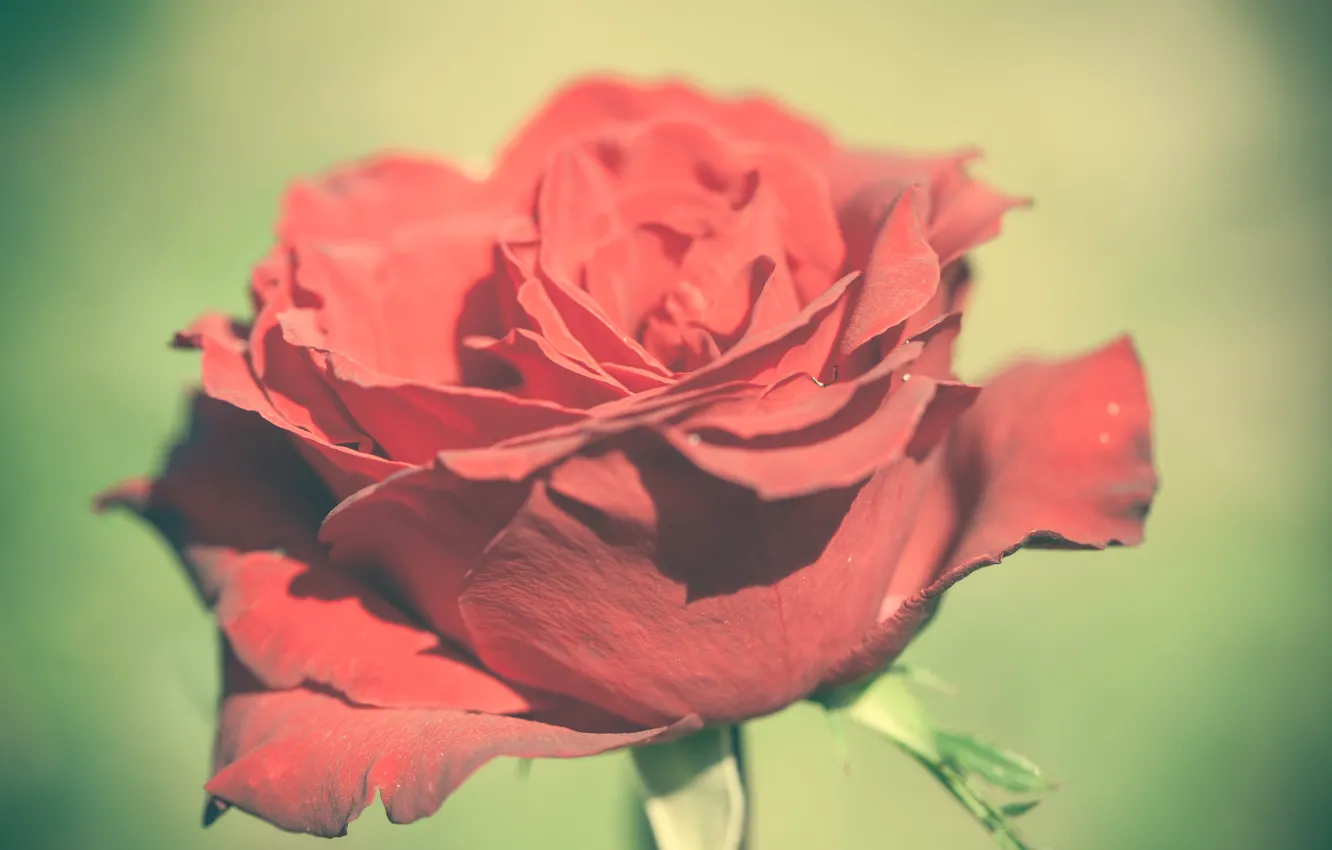 Photo wallpaper flower, rose, petals, red, rosebud