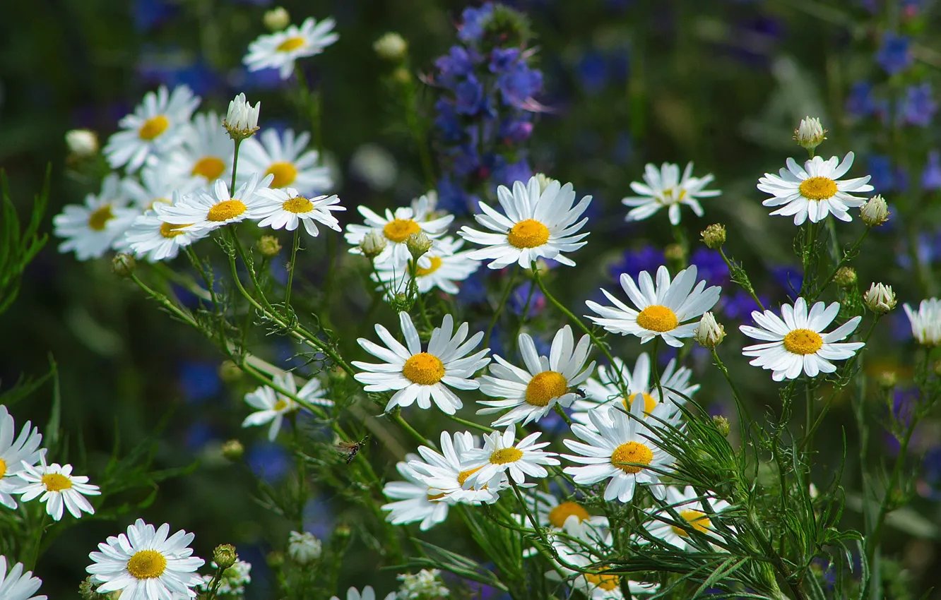 Photo wallpaper summer, flowers, glade, chamomile, meadow, white, field, blue