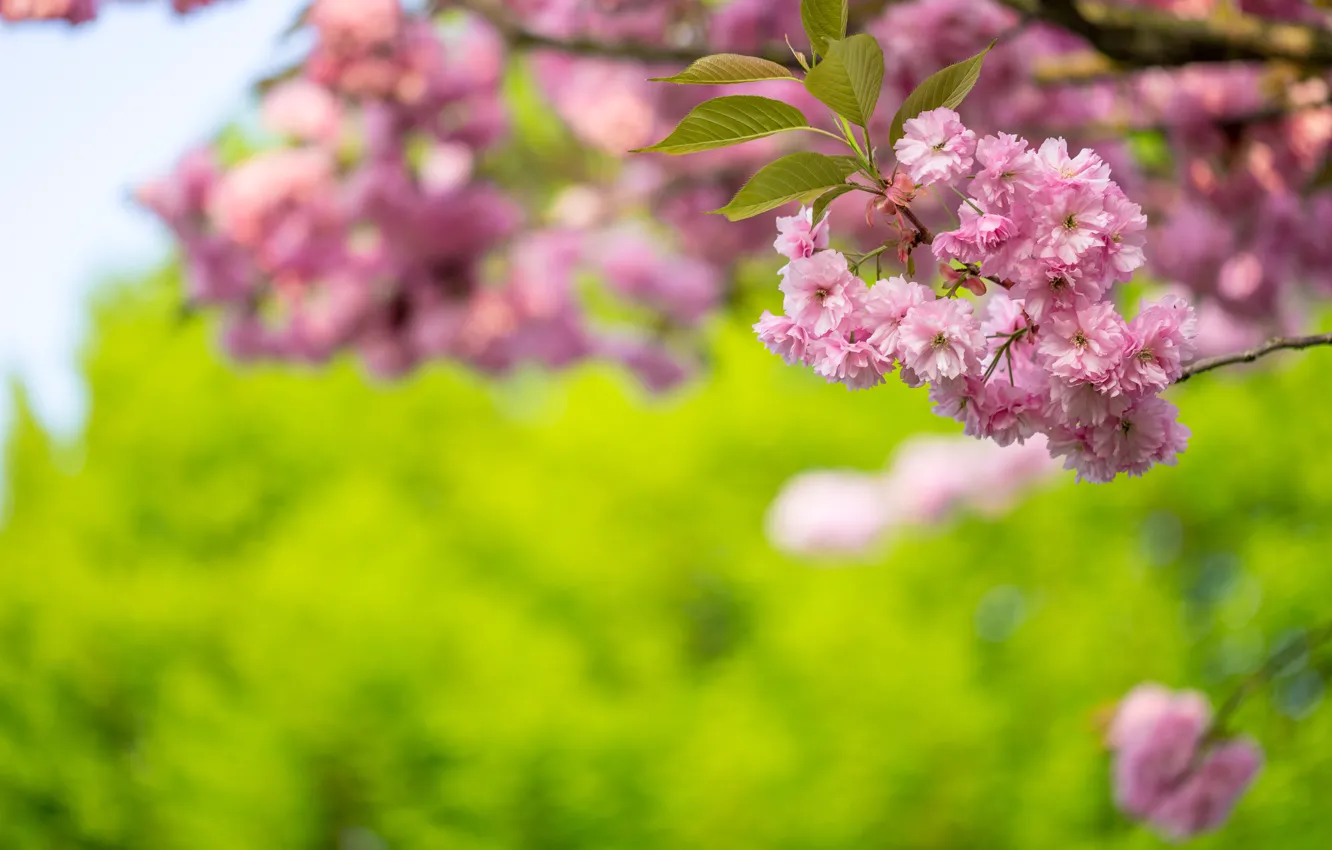 Photo wallpaper branches, nature, cherry, spring, Sakura