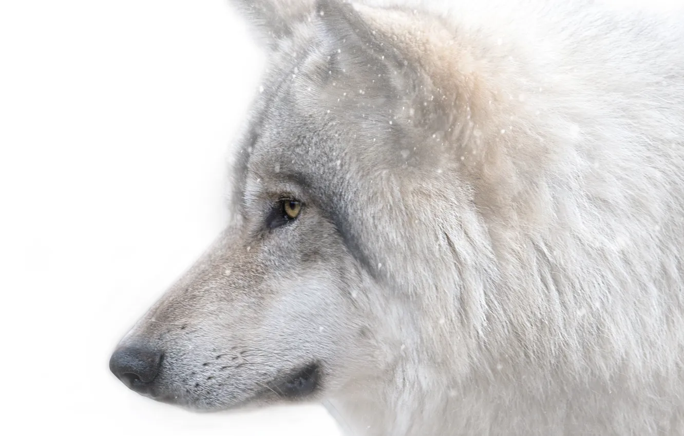 Photo wallpaper face, predator, Wolf