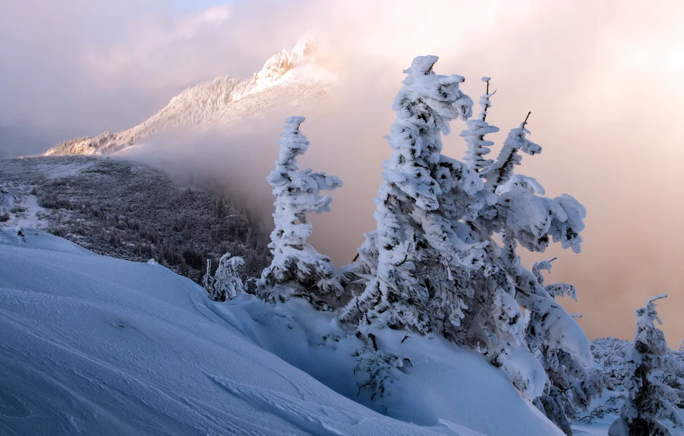 Photo wallpaper winter, snow, nature