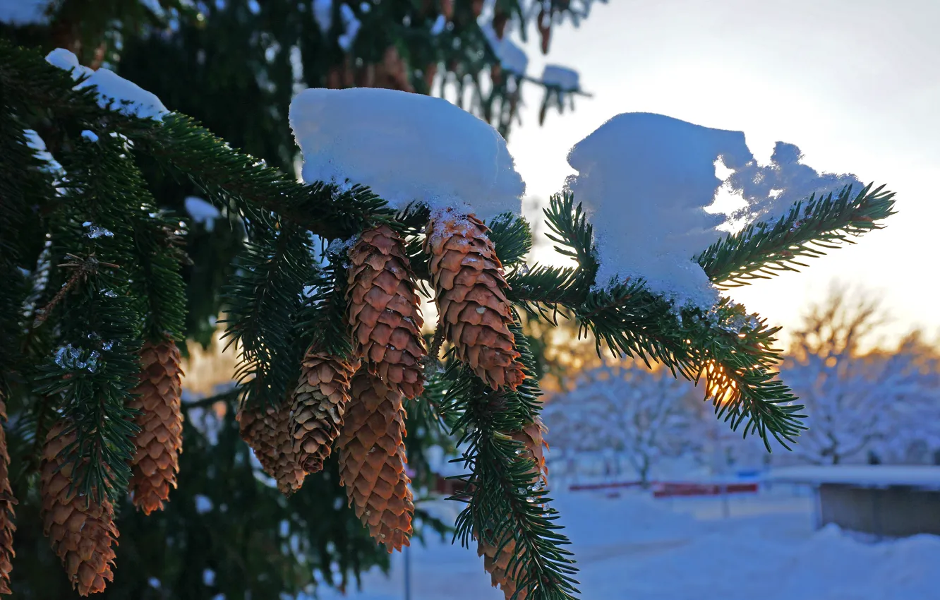 Photo wallpaper winter, snow, spruce, bumps