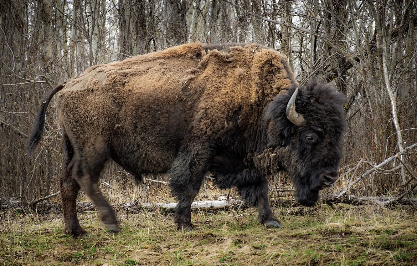 Photo wallpaper forest, nature, Bison