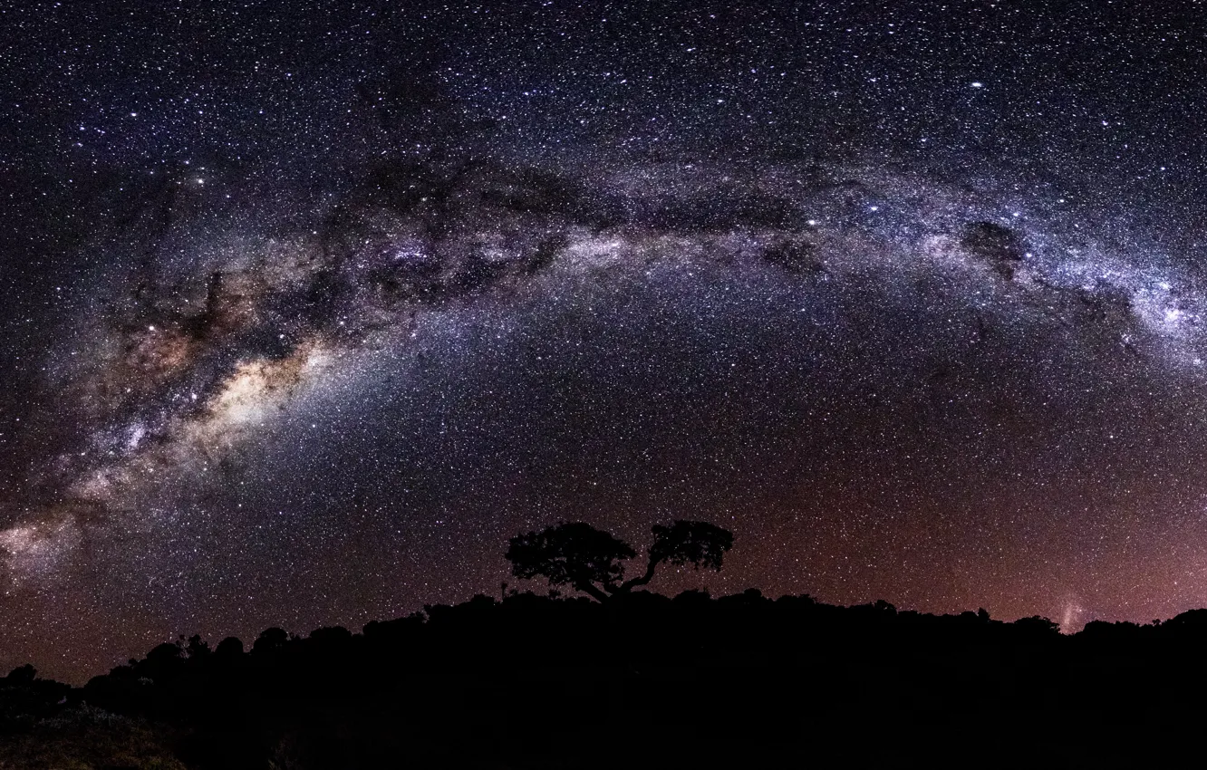 Photo wallpaper stars, trees, beauty, silhouette, the milky way