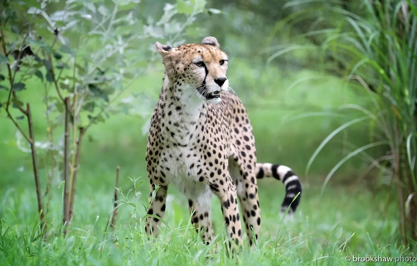 Photo wallpaper pose, predator, Cheetah, wild cat