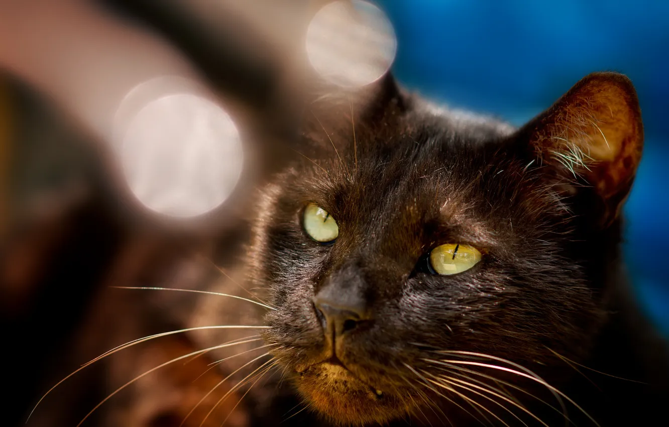Photo wallpaper cat, glare, black, muzzle