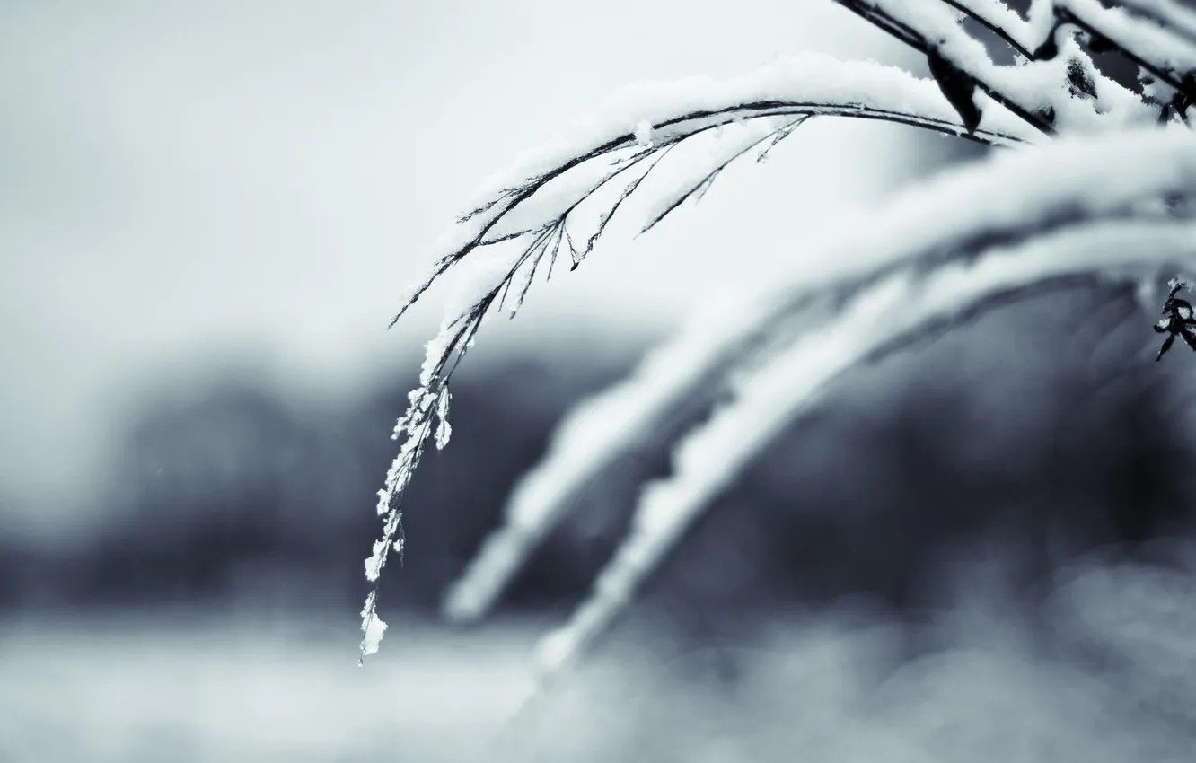 Photo wallpaper snow, branches, The Deputy