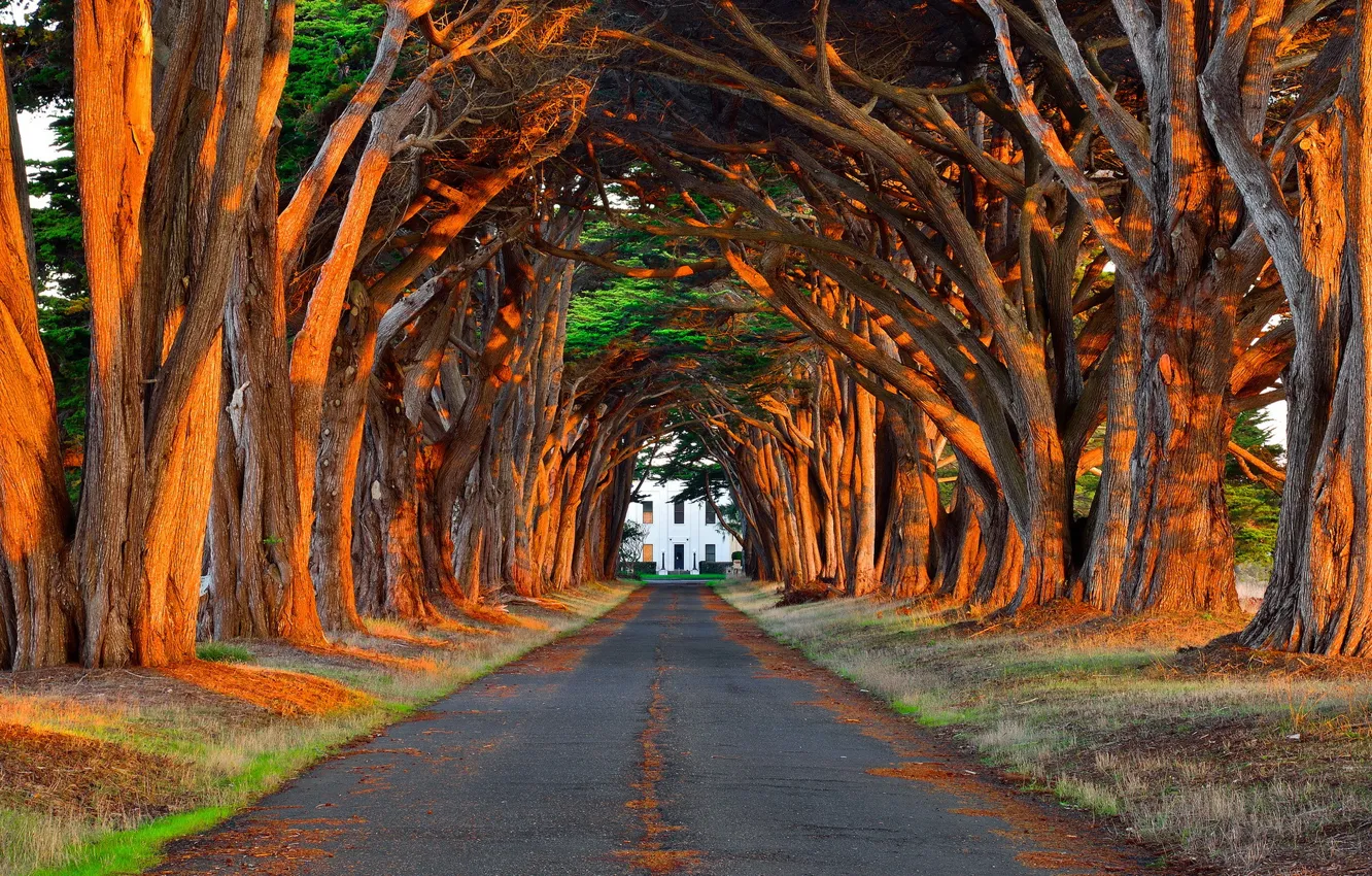 Photo wallpaper road, light, trees, Park