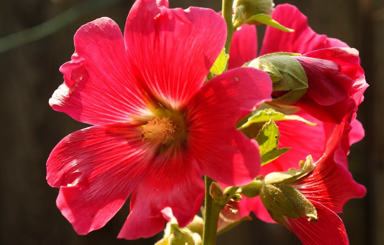 Photo wallpaper red, flower, blooming