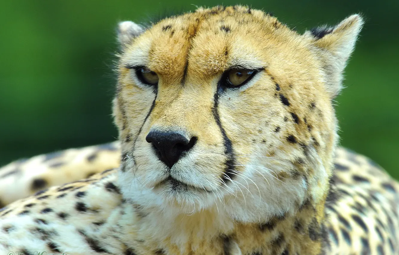 Photo wallpaper mustache, look, face, Cheetah, hunting leopard