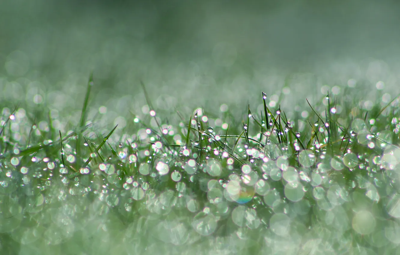 Photo wallpaper grass, morning, drops, dew, meadow