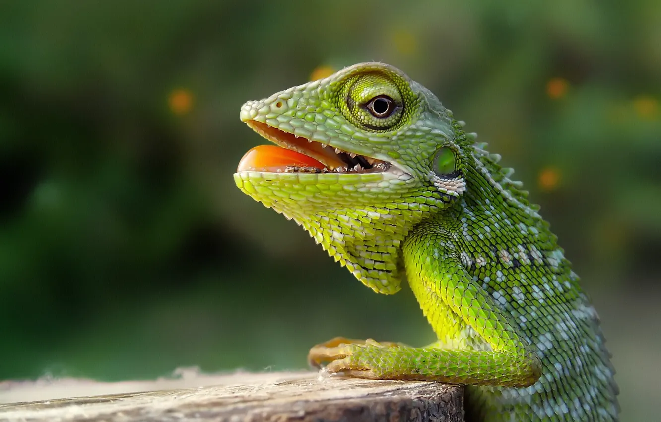 Photo wallpaper stump, lizard, reptile, meal