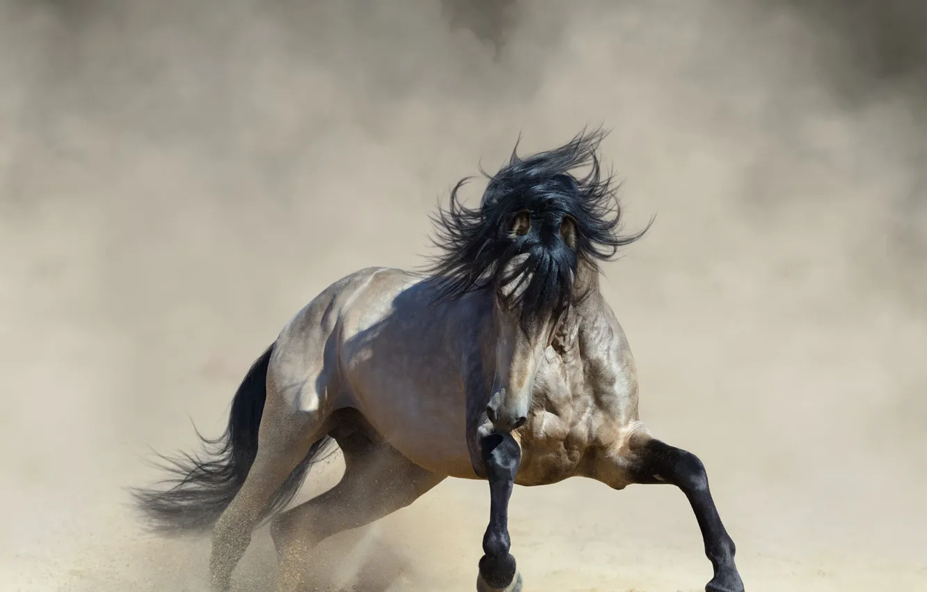 Photo wallpaper pose, mane, horse, hooves, sand, horse, dust, horse