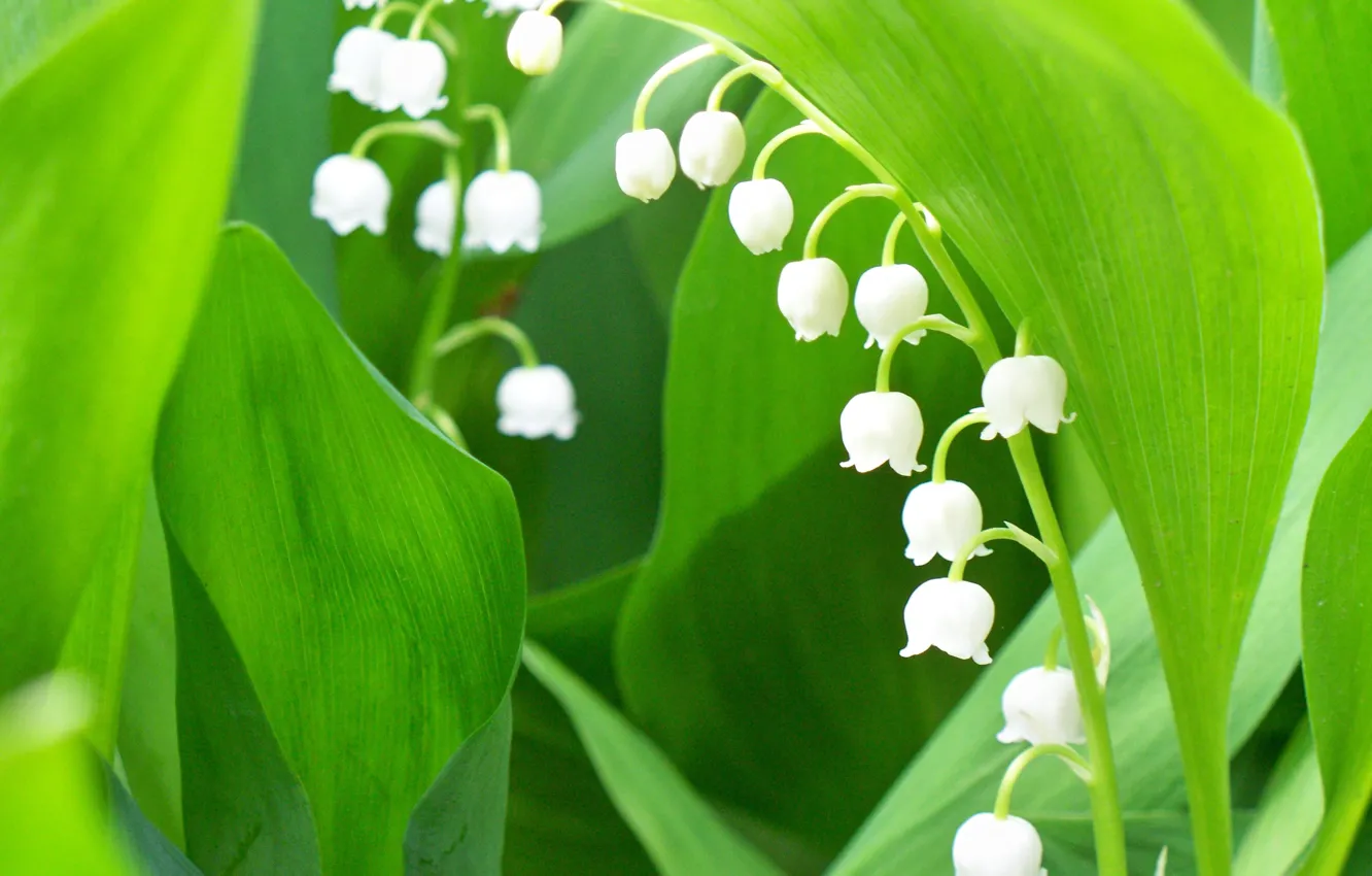 Photo wallpaper greens, macro, spring, lilies of the valley, juicy