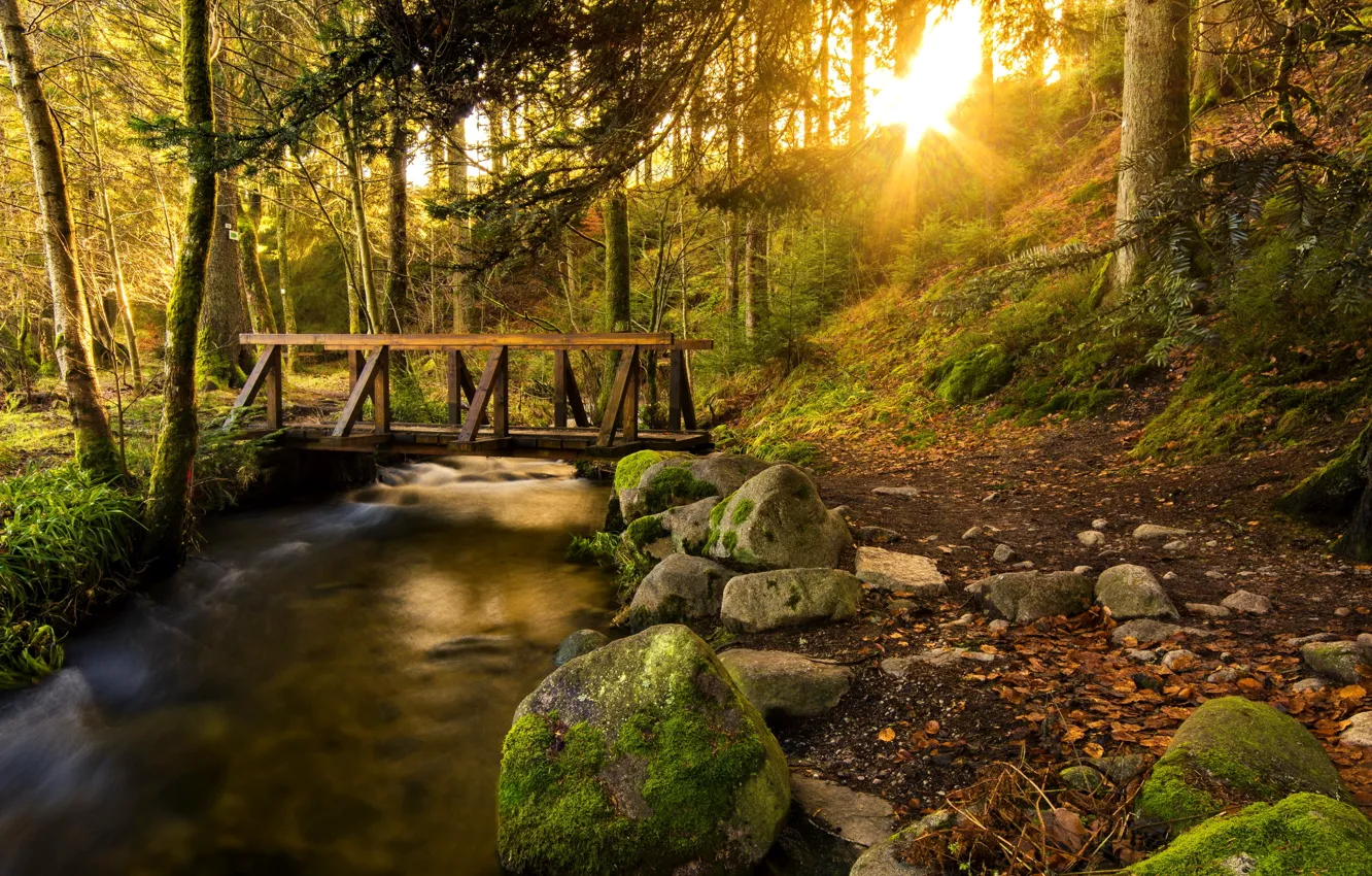 Photo wallpaper forest, the sun, trees, stream, stones, trail, the bridge