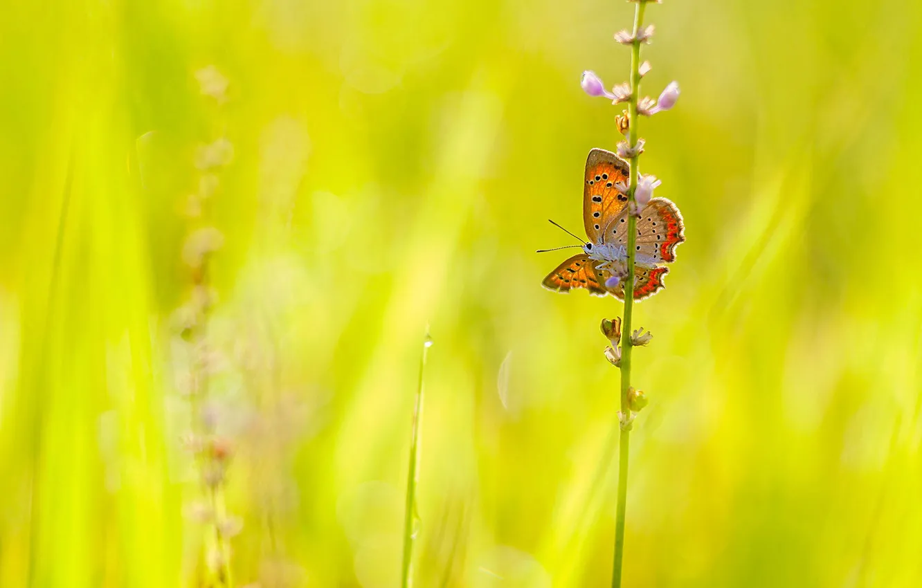 Photo wallpaper grass, macro, butterfly, stem, meadow, bokeh