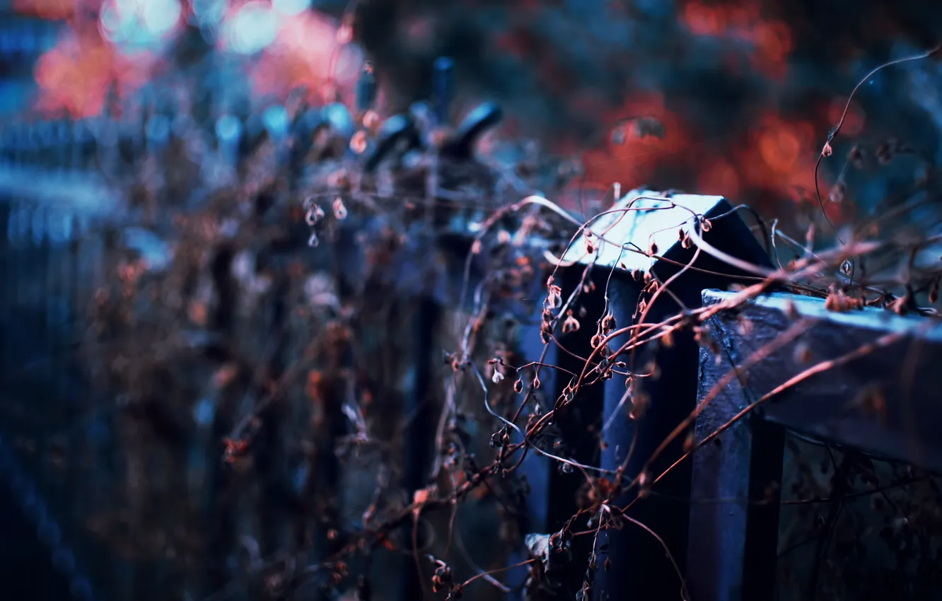 Photo wallpaper autumn, the fence, plant, focus, the evening, bokeh, dry