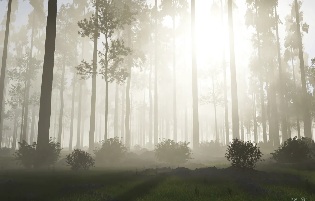 Photo wallpaper forest, the sun, trees, nature, fog, sunrise, morning, the bushes