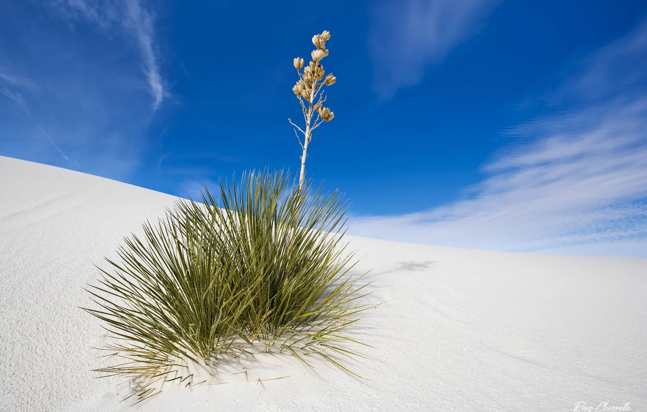 Photo wallpaper landscape, nature, desert, plant, Yucca