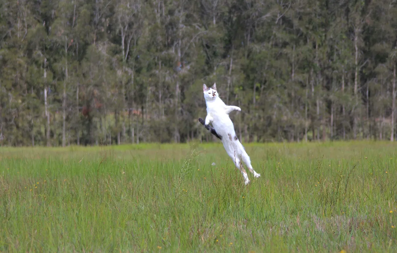 Photo wallpaper cat, grass, cat, jump, meadow, start, normal flight, Cat-rocket