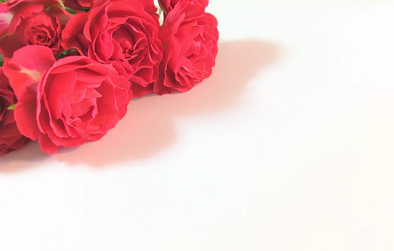 Photo wallpaper flowers, bouquet, Roses