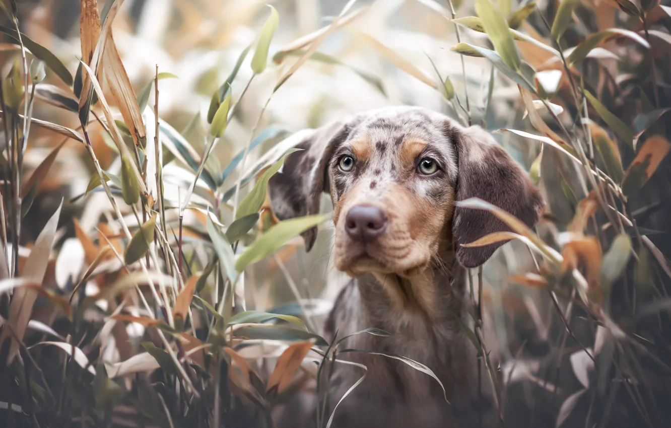 Photo wallpaper grass, look, face, thickets, portrait, dog