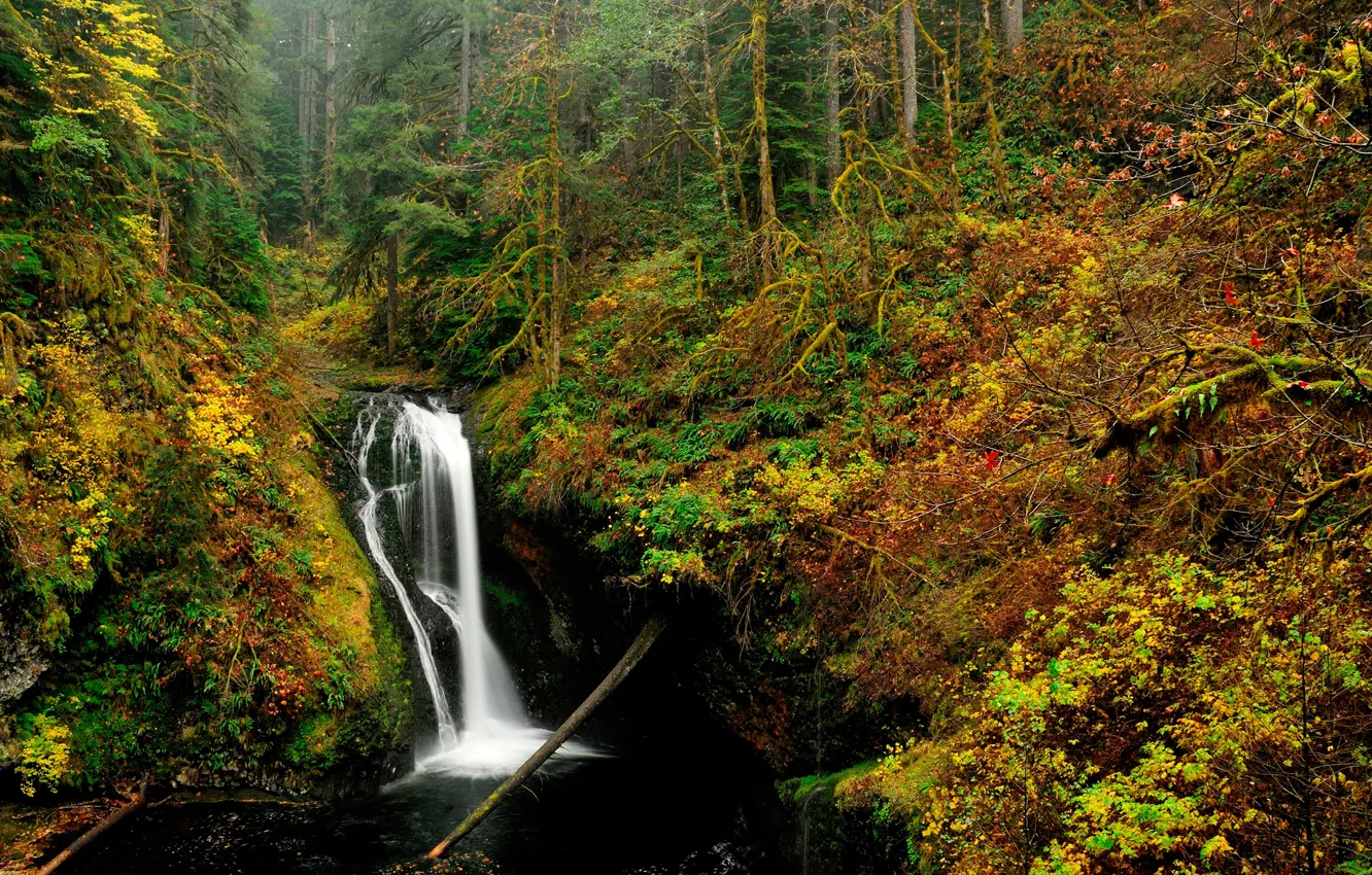 Photo wallpaper autumn, forest, trees, stream, waterfall, USA, Oregon