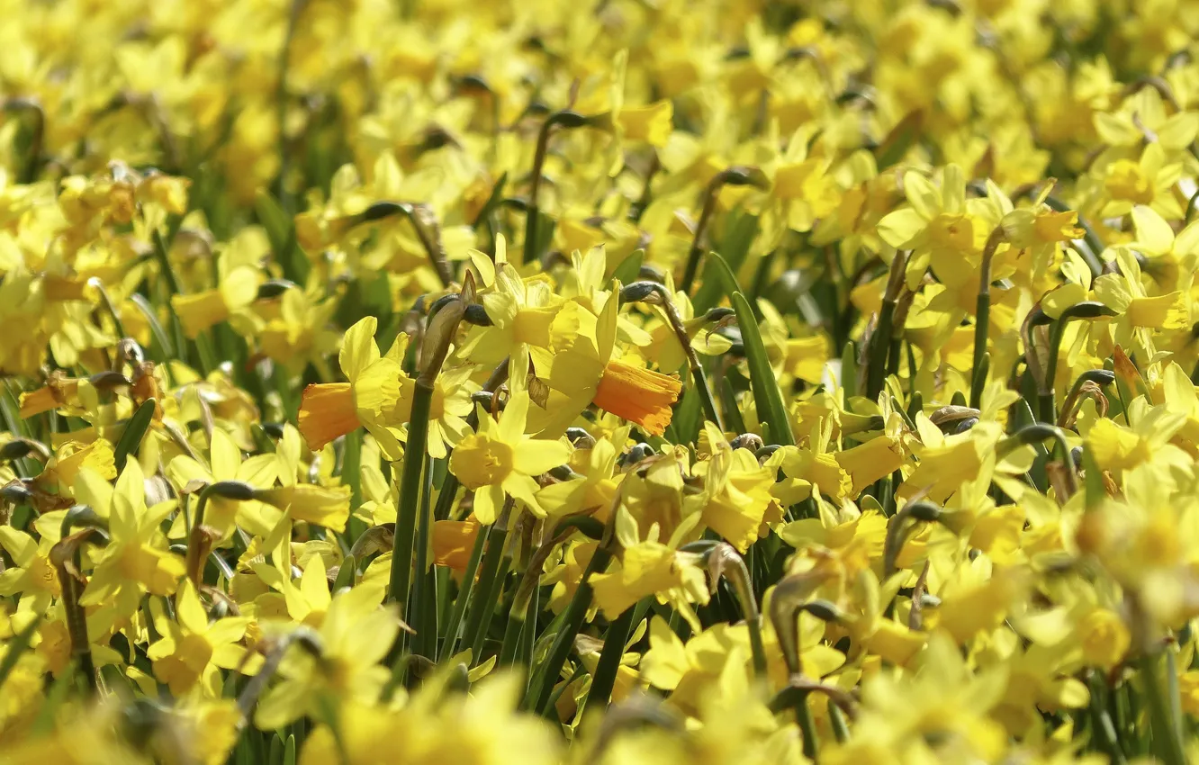 Photo wallpaper nature, Flowers, spring, flowering, yellow daffodils