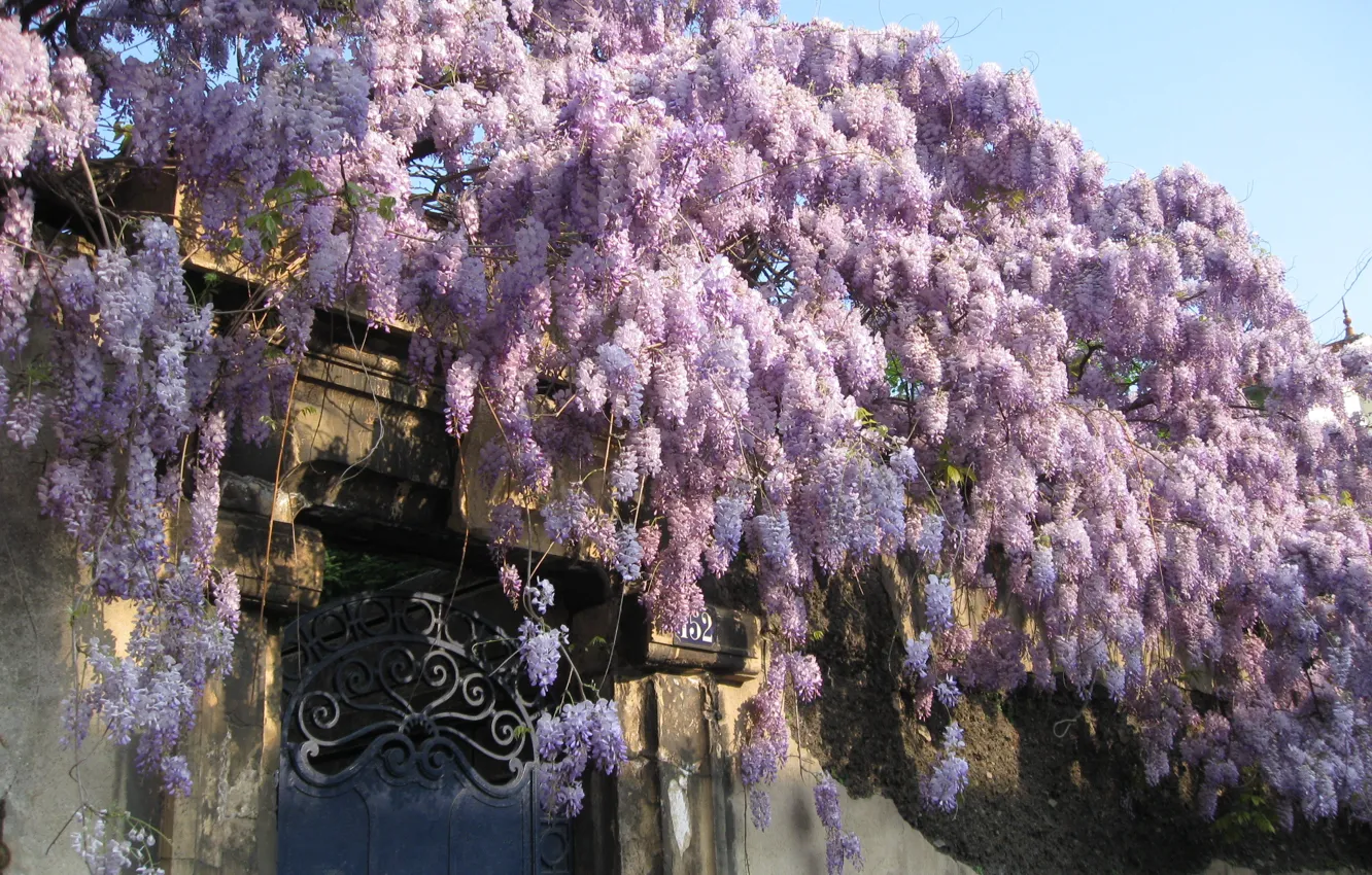 Photo wallpaper flowers, the fence, spring, the door, flowering, flowers, spring, wisteria