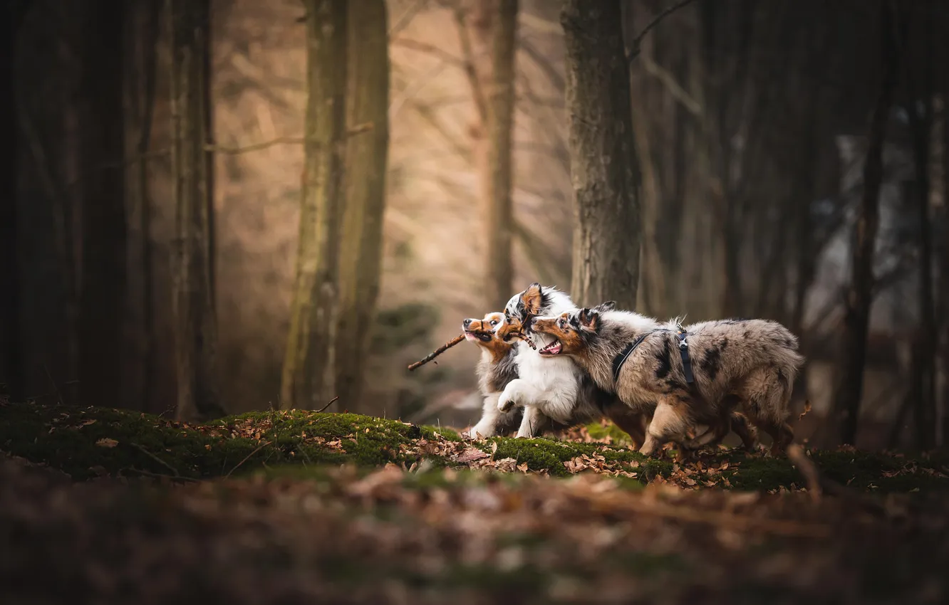 Photo wallpaper forest, look, nature, pose, the game, dog, face