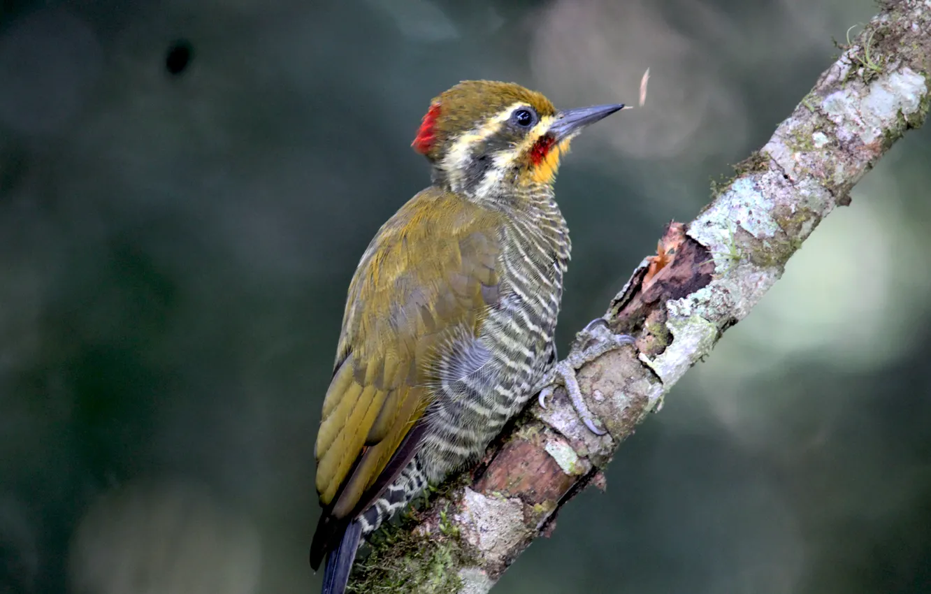 Photo wallpaper eye, branch, woodpecker, Yellow-Browed, beak