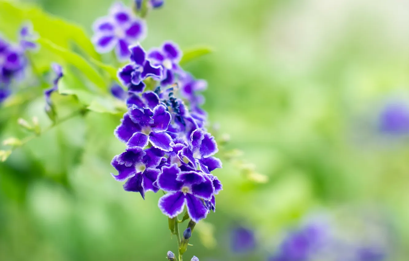 Photo wallpaper summer, flowers, nature