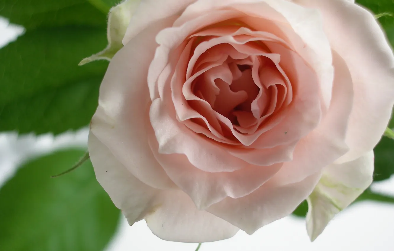 Photo wallpaper white, green, roses