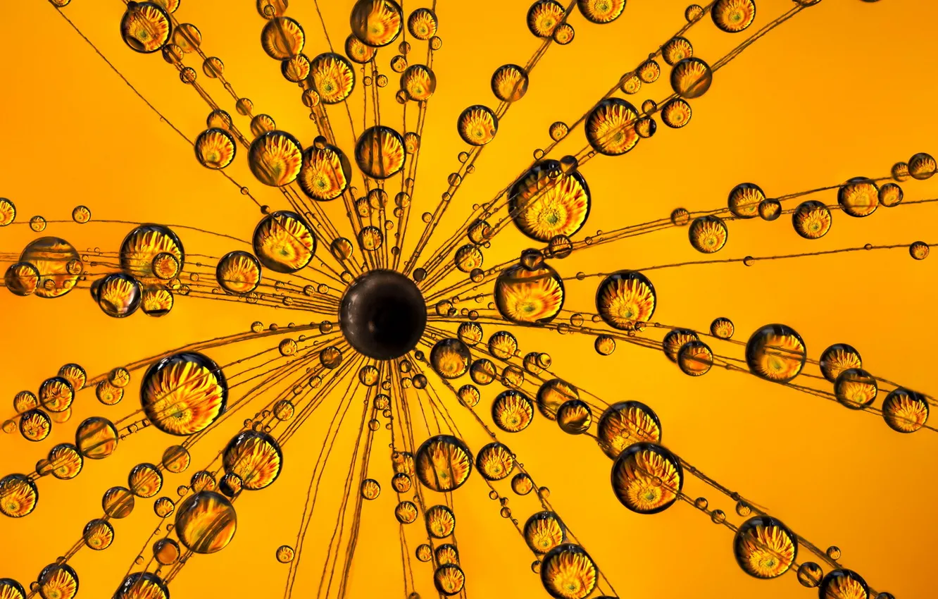 Photo wallpaper drops, macro, flowers