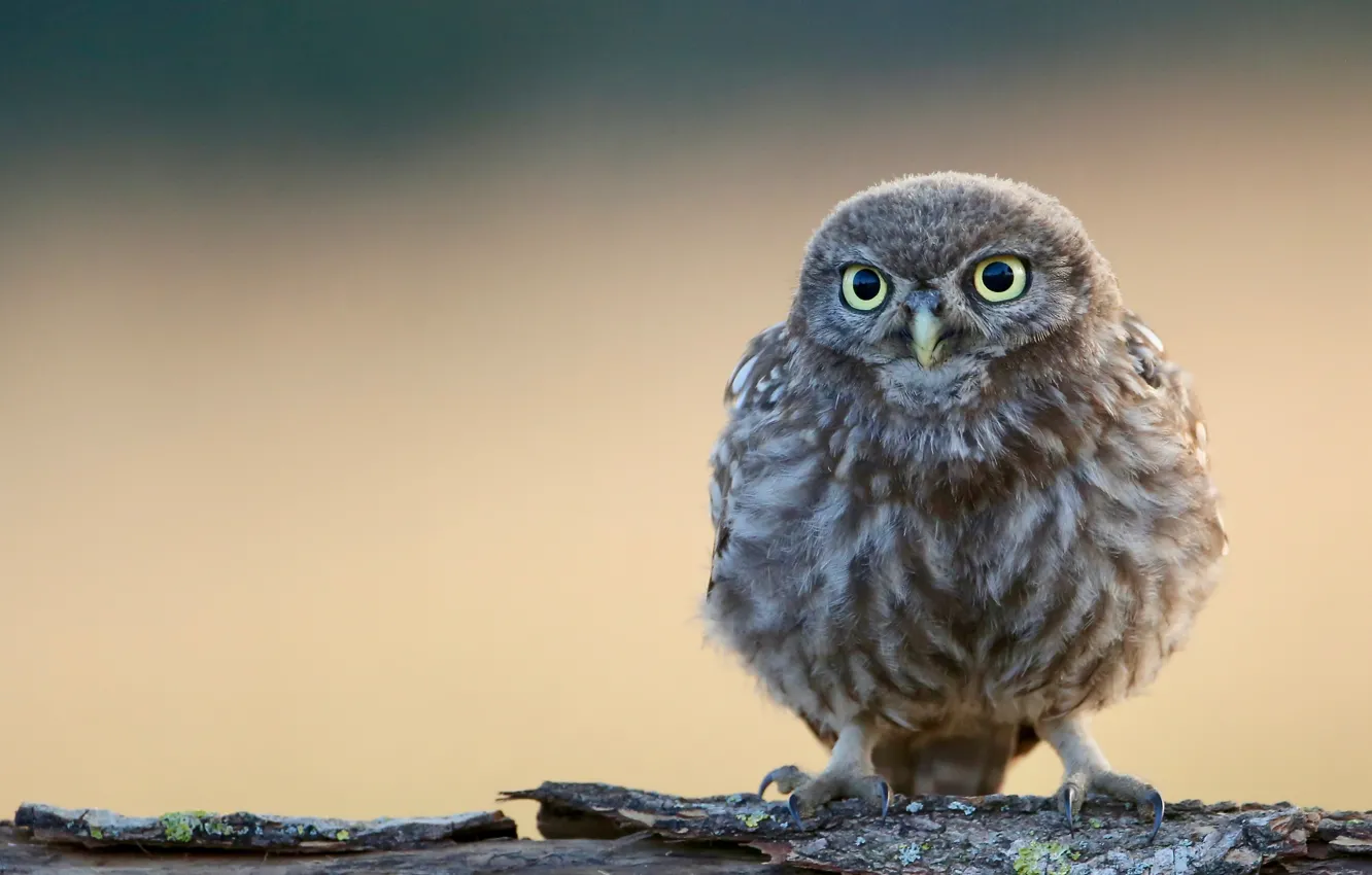 Photo wallpaper baby, cute, blurred background, baby, cute, owlet, owl, blurred background