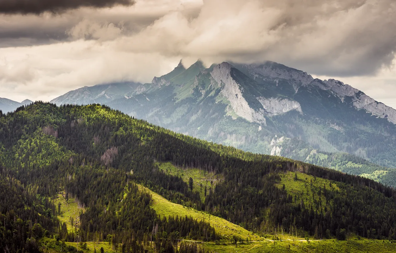 Photo wallpaper forest, clouds, mountains, fog, hills, tops, dal, slope