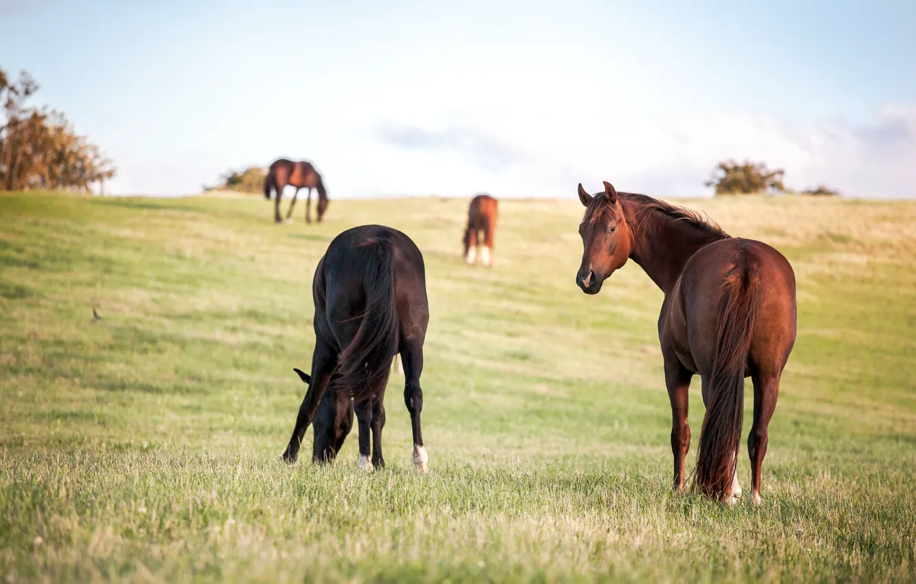 Photo wallpaper field, horse, horse