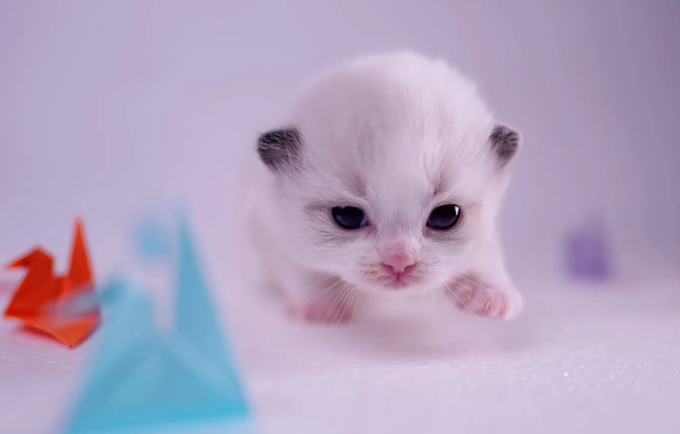 Photo wallpaper cat, white, look, pose, toy, legs, walk, kitty