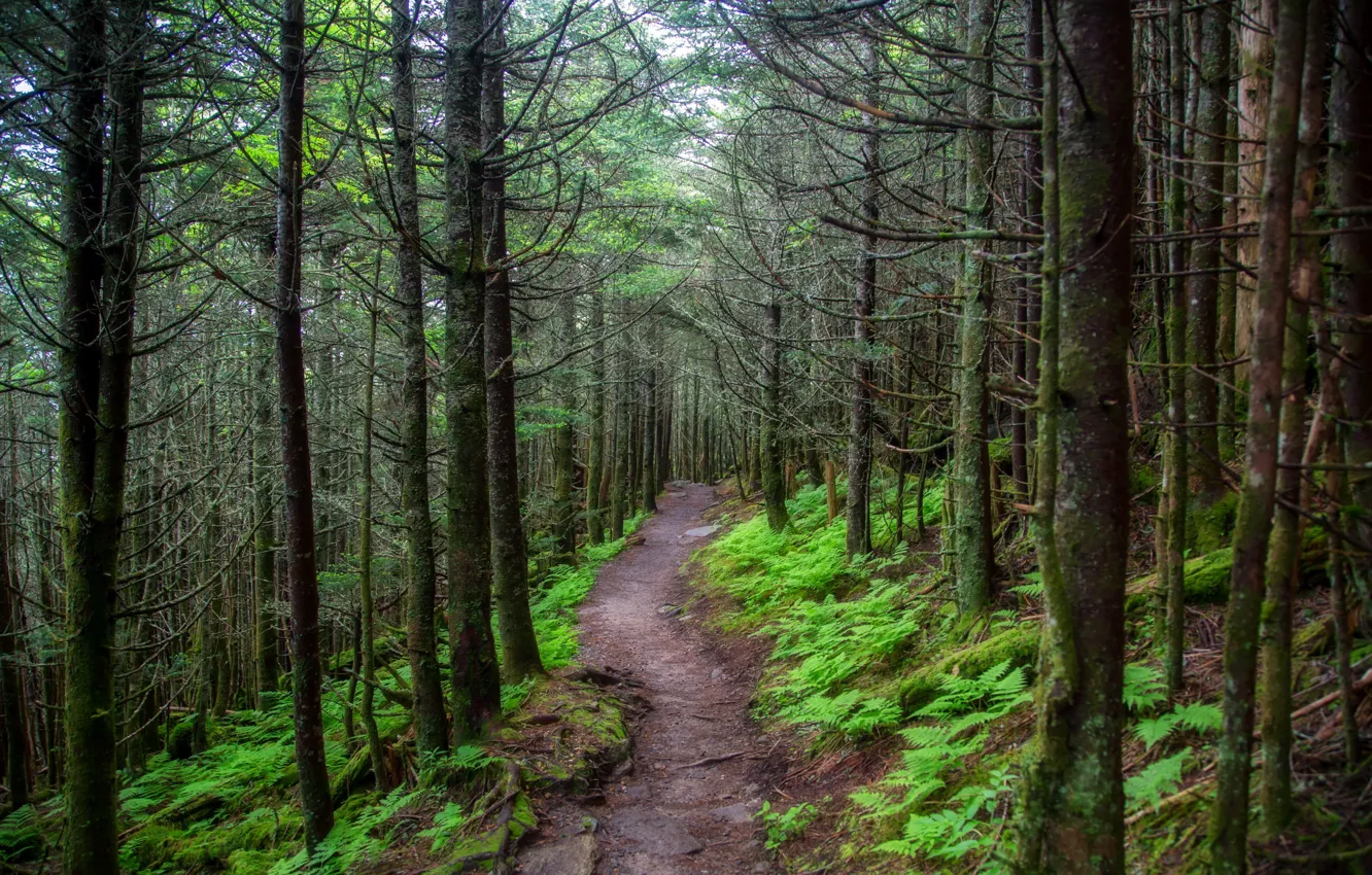 Photo wallpaper road, forest, trees