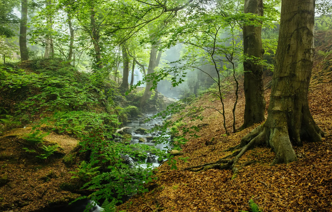 Photo wallpaper forest, stream, haze