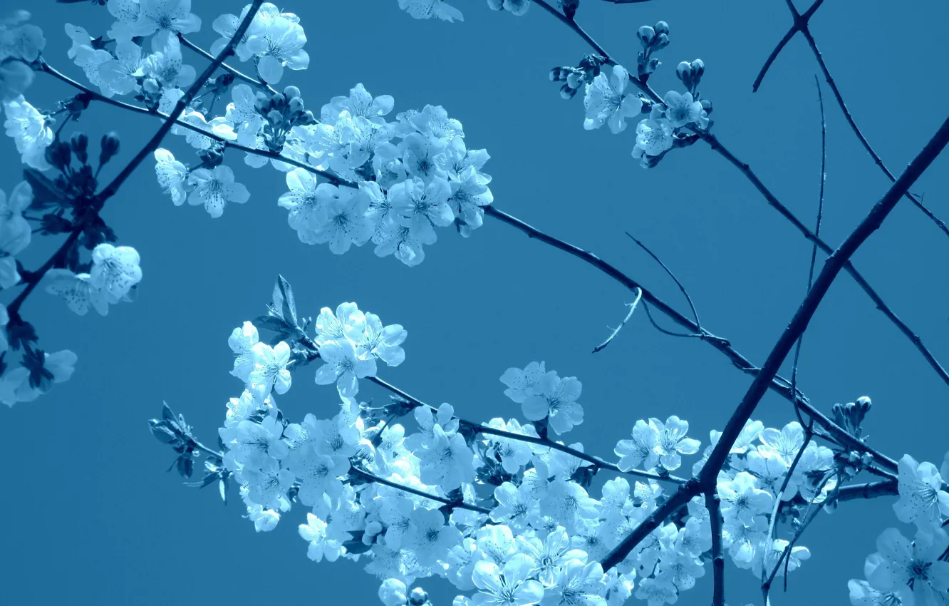 Photo wallpaper the sky, flowers, branches, plum, drain, spring 2018, Meduzanol ©