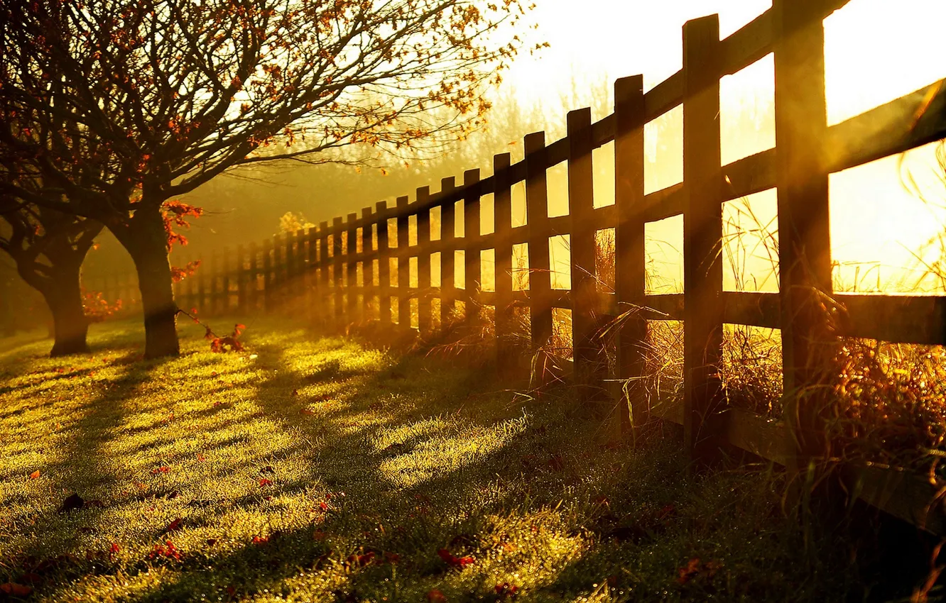 Photo wallpaper road, autumn, forest, leaves, trees, sunset, nature, Park