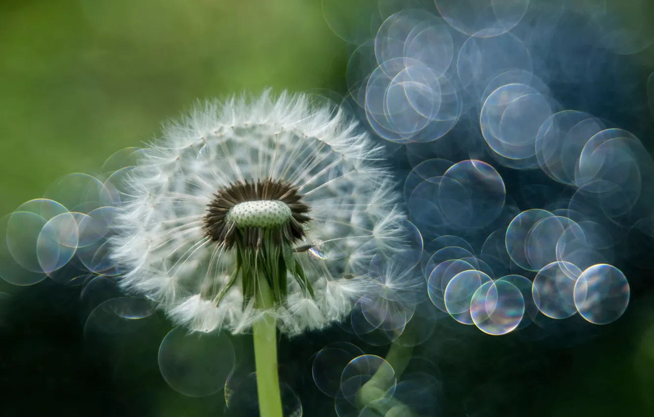 Photo wallpaper macro, glare, dandelion, bokeh